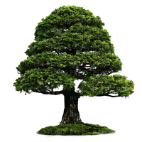 arbres_trees_arbre_Tube_Blue DREAM 70 - Free PNG