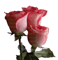 rosa - Animovaný GIF zadarmo