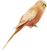 PERICO - Free PNG
