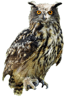 Kaz_Creations Owl Owls - ilmainen png