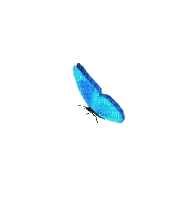 blue butterfly-papillon bleu-été-summer-spring