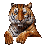 tiger - Bezmaksas animēts GIF