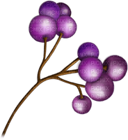 branche fruits violets - 無料png