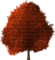 maple-tree - Free PNG