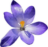 violet purple flower laurachan - бесплатно png