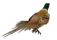 lintu, bird, fasaani, pheasant - Free PNG