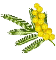 mimosa  FLEUR JAUNE SHEENA - gratis png