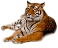 tigre - gratis png