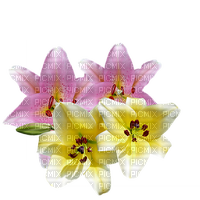 kikkapink pink yellow lily flowers flower lilies - Free PNG