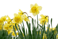 chantalmi fleur jonquille jaune - PNG gratuit