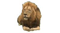 Roaring Lion - Ingyenes animált GIF