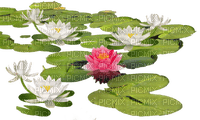 water lily lily pad