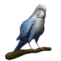 birds budgerigar bp - Animovaný GIF zadarmo