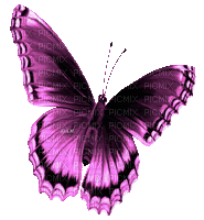 Y.A.M._Summer butterfly purple - 免费动画 GIF