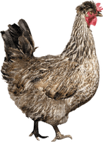 Kaz_Creations Chicken - gratis png