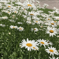 Flowers white bp - Ingyenes animált GIF