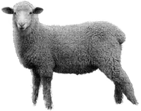 Kaz_Creations Sheep - nemokama png