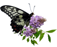 butterfly, perhonen - ingyenes png