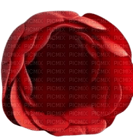 rosa rossa - бесплатно png