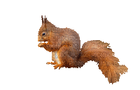 squirrel katrin - GIF animé gratuit