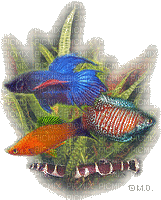 ryby - Zdarma animovaný GIF