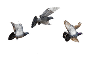 голуби - nemokama png