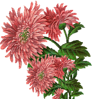 chrysanthemums - Бесплатный анимированный гифка