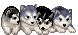 small dogs - 無料のアニメーション GIF
