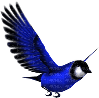 vogel bird blau blue - PNG gratuit