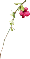 flower-blomma-rosa-pink-minou52 - ücretsiz png