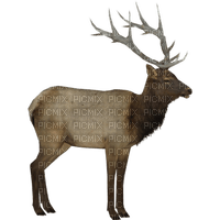 chantalmi cerf deer - besplatni png