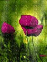 Background Flowers - Бесплатный анимированный гифка