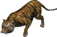 tiger - kostenlos png