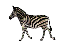 zebra bp - Gratis geanimeerde GIF