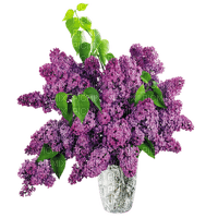violeta - ingyenes png