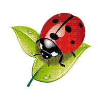 ladybug coccinelle - PNG gratuit
