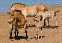 chevaux - zdarma png