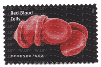 red blood cells - ilmainen png