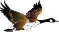 duck katrin - Zdarma animovaný GIF