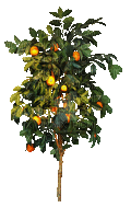 Árbol de naranjas - GIF animasi gratis