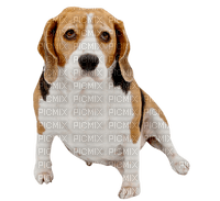 ✶ Dog {by Merishy} ✶ - PNG gratuit