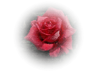 dulcineia8 rosas - zdarma png