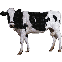 cow - 免费PNG