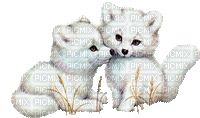 louveteau blanc - Nemokamas animacinis gif