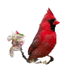 oiseau - Zdarma animovaný GIF