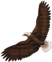 Kaz_Creations Eagle Bird - фрее пнг