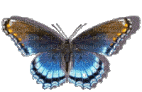 Бабочка - 免费动画 GIF
