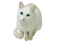 White Cat Chat - GIF animasi gratis