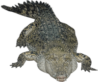 krokotiili - png grátis