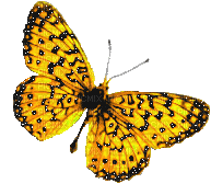 papillon - Бесплатни анимирани ГИФ